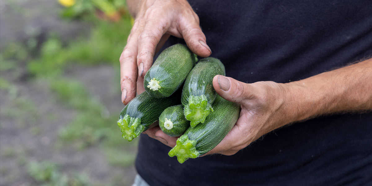 Rijk Zwaan, focus sul miglioramento varietale dello zucchino